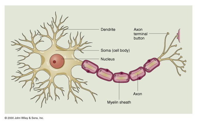 Nerve Cells Teen Brain Science